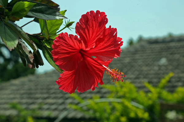 hibiscus-787030_1280.png