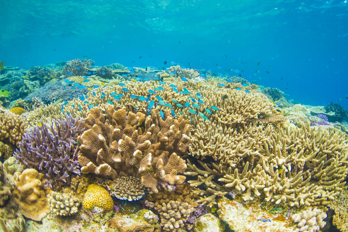 Coral reefs in Okinawa