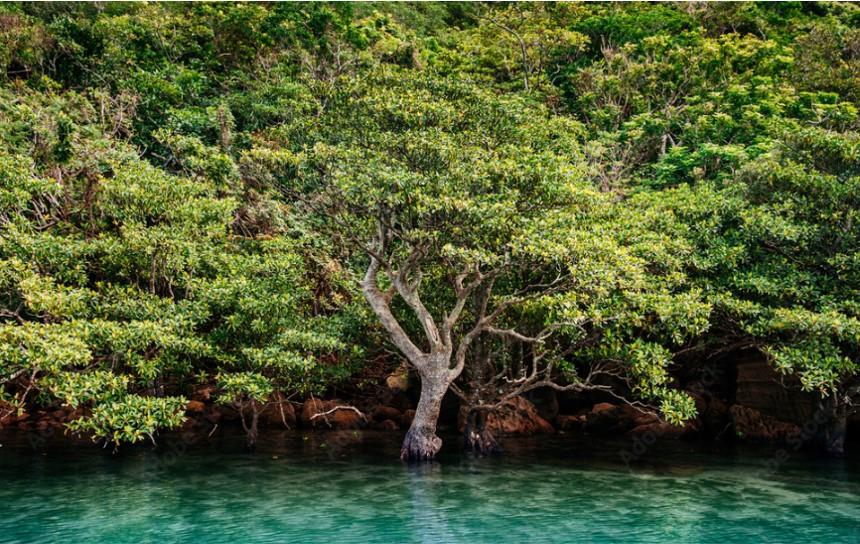 -Sold- For Sale: Iriomote Island Eco Villa - Private Resort Home in Japan's World Heritage Site