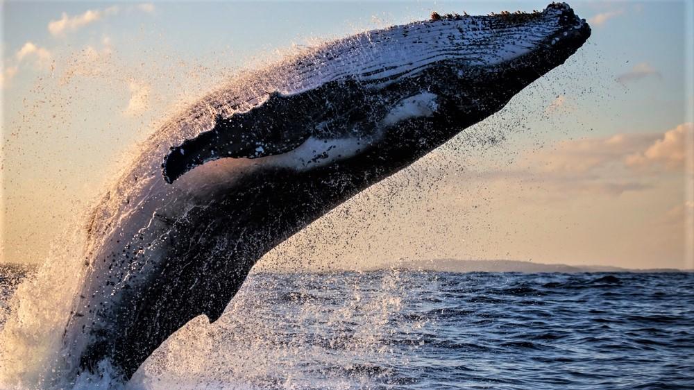 座間味島　収益　Zamami Island Small Hotel　限定公開