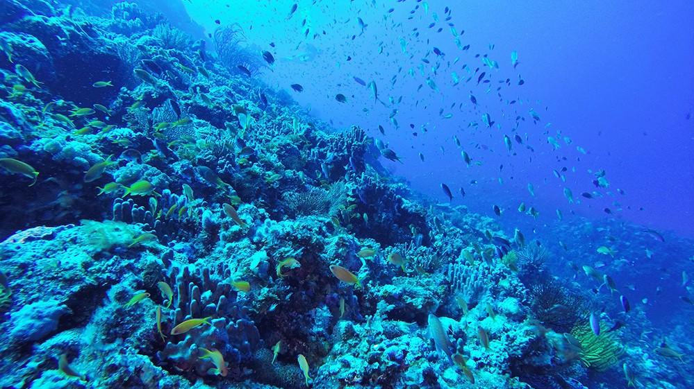 座間味島　収益　Zamami Island Small Hotel　限定公開